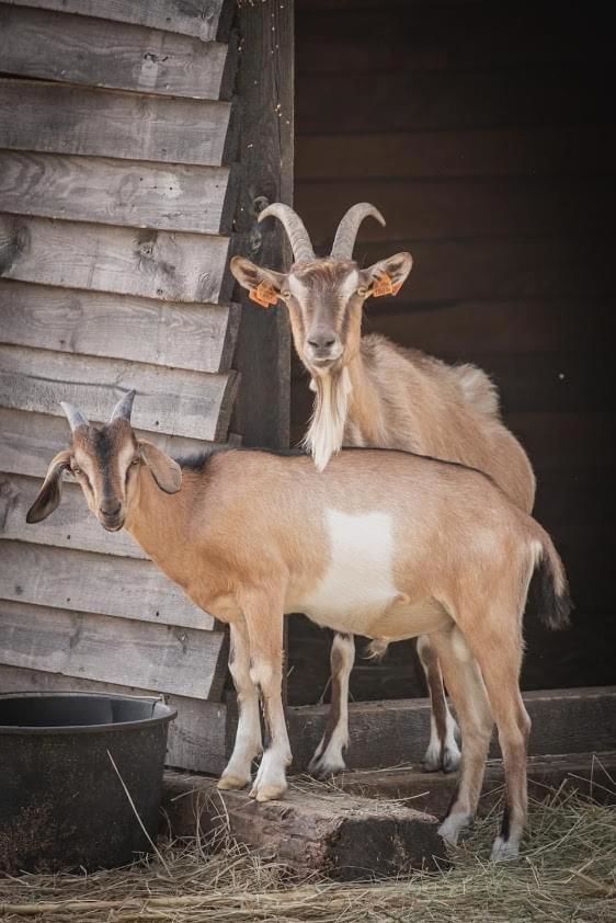 Отель Skansen Bicz Family&Spa Stare Miasto-10
