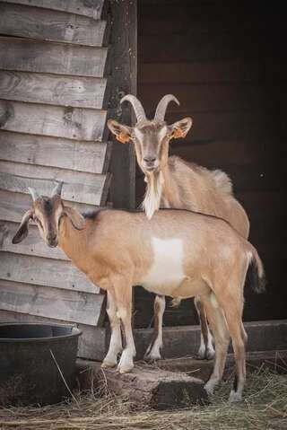 Отель Skansen Bicz Family&Spa Stare Miasto-6